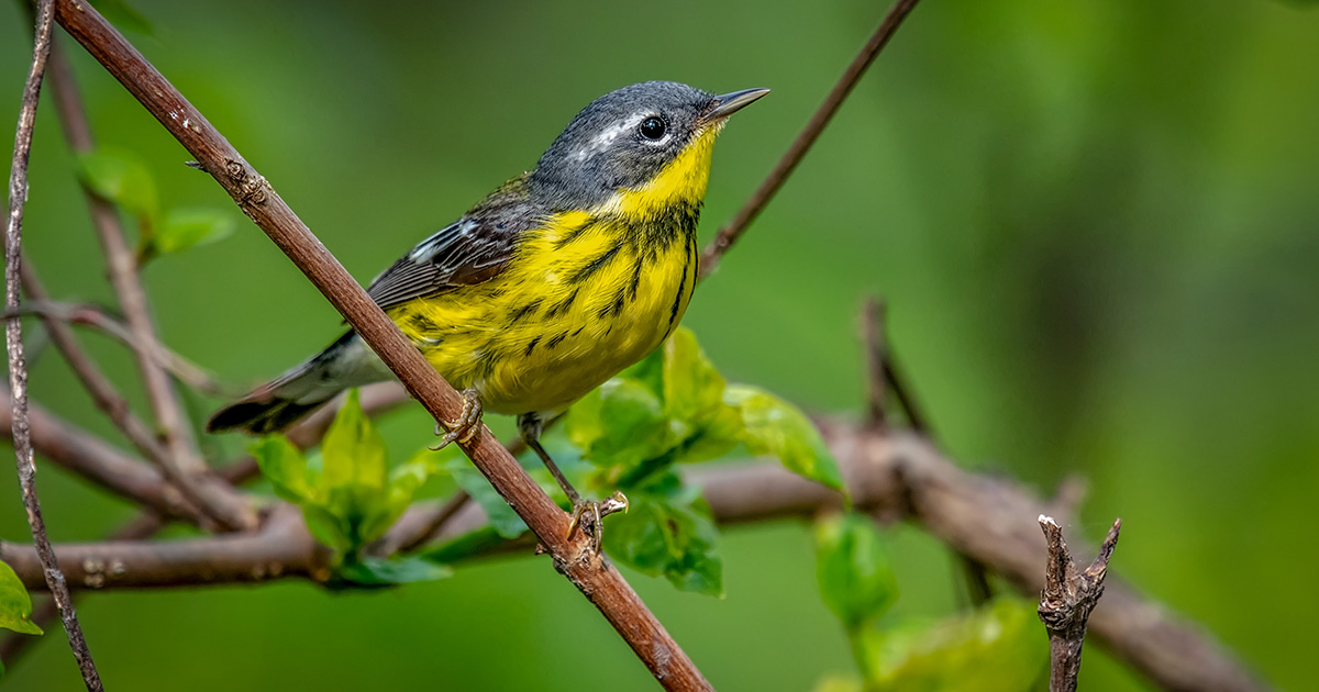 Bird sitting on a branch